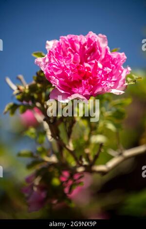 Prolific Rosa Roxburghii f. Roxburghii flowering in bright sunshine, natural romantic plant portrait Stock Photo