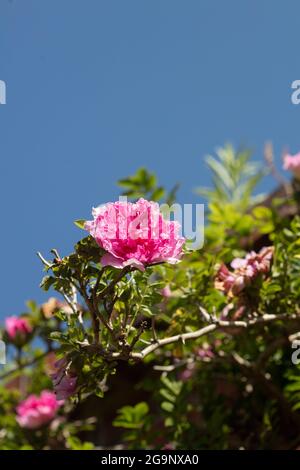 Prolific Rosa Roxburghii f. Roxburghii flowering in bright sunshine, natural romantic plant portrait Stock Photo