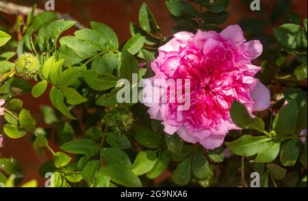 Prolific Rosa Roxburghii f. Roxburghii flowering in bright sunshine, natural romantic plant portrait Stock Photo