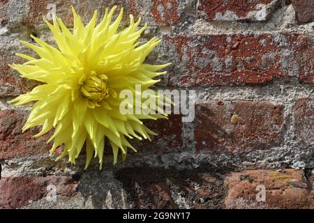 Yellow Dahlia flower against a red brick Norfolk cottage background Stock Photo