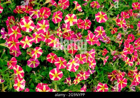 red and yellow petunia flowers in english garden, norfolk, england Stock Photo