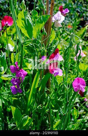 colourful sweet pea flowers in english garden, norfolk, england Stock Photo