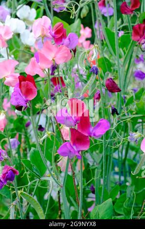 colourful sweet pea flowers in english garden, norfolk, england Stock Photo