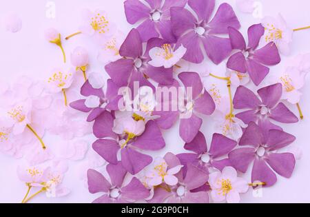 Spring flowers periwinkle and cherry on a pink background. Perfect addition to your website, social media profile, announcements, product features, an Stock Photo