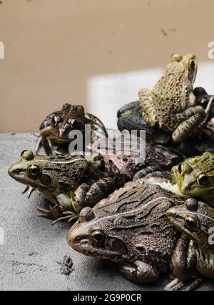 group of green and brown skinned toads and frogs resting on top of and close to each other near a muddy water body in a tropical area during rainy sea Stock Photo