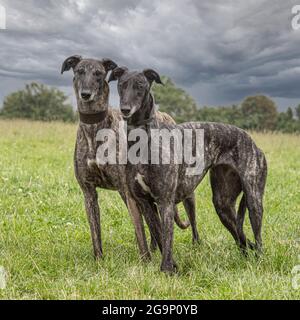 two brindle lurchers Stock Photo