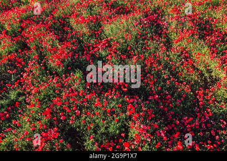 Blooming poppy field. Aerial view. Wild red flowers Stock Photo