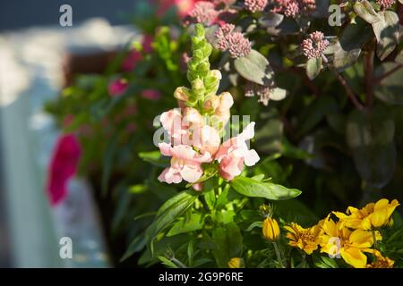 Lupinus, commonly known as lupin or lupine, is a genus of flowering plants in the legume family Fabaceae. with diversity centers in the Americas. They Stock Photo