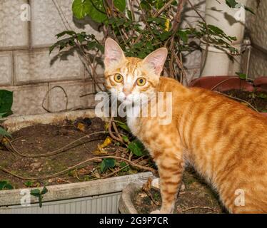 A cute orange Chinese pastoral cat Stock Photo - Alamy