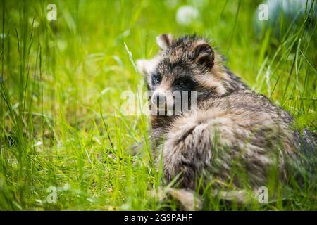 Cute fluffy raccoon dog sitting in the green grass Stock Photo