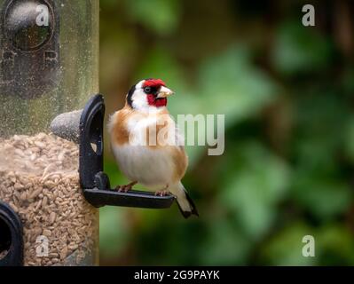 Goldfinch, Carduelis carduelis, perched on bird seed feeder feeding sunflower hearts, in garden, Netherlands Stock Photo