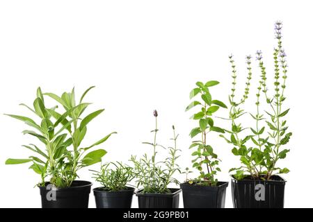 Fresh medicinal herbs, healthy plants for healing and cooking. Sage, rosemary, lavender, mint and salvia in pots on white background. Stock Photo