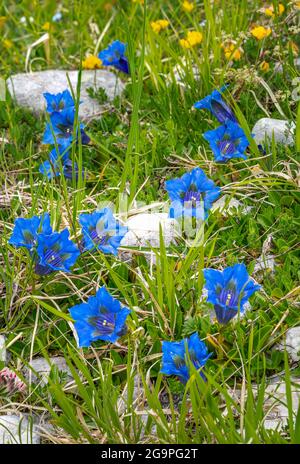 Gentianella or Koch Gentian, Gentiana acaulis L., is a plant belonging to the Gentiana genus of the Gentianaceae family. Abruzzo, Italy, Europe Stock Photo