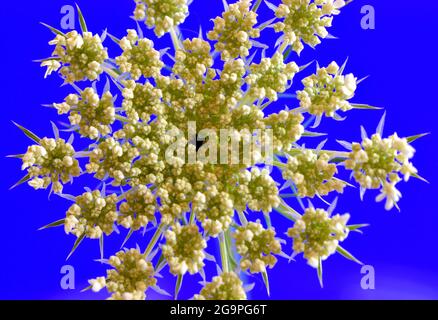Closeup of a Queen Anne's lace (Daucus carota) single umbel with tiny white flowers on a blue background.   Pictures resembles fireworks in the sky Stock Photo
