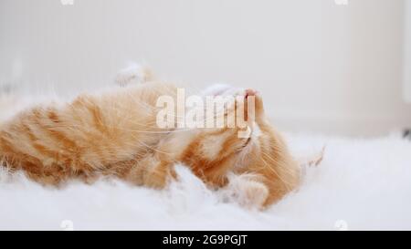 Cute Ginger Kittens Sleeping on a fur White Blanket. Concept of Happy Adorable Cat Pets. Stock Photo