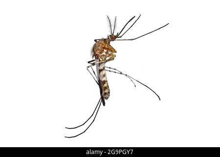 Common Mosquito, colex pipiens, vertically side view isolated on white background, high detail macro shot Stock Photo