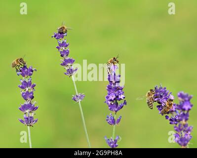 honey bees sitting on purple lavender flower to collect pollen and nectar isolated on natural green background Stock Photo