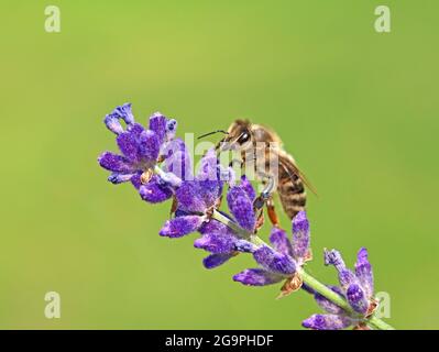 close up of honeybee on purple lavender blossom isolated on natural green background Stock Photo