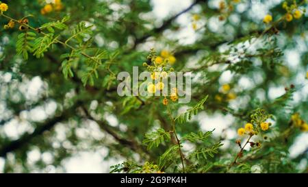 Native Indian plant Pearl Acacia with bright golden flowers. Selective focus. Stock Photo