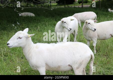 Close up shorn white sheep in a field Stock Photo