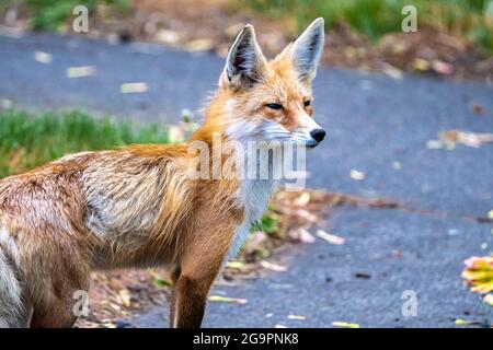 North American Red Fox (Vulpes fulva fulva) Stock Photo