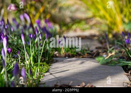 purple crocus tommasinianus winter flowers alongside stepping stone path February UK Stock Photo