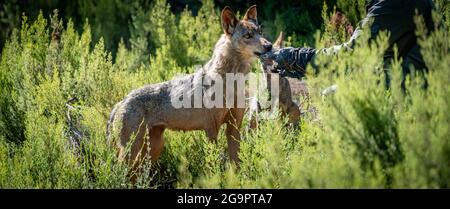 Unrecognizable person feeding the wolfs in the bush Stock Photo