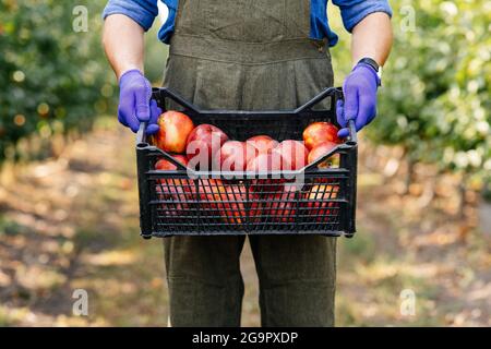 Successful agribusiness, excellent harvest, collect of organic fruits in garden in summer and autumn Stock Photo