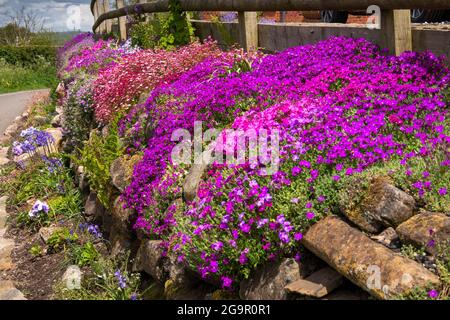 UK, England, Cheshire, Congleton, Puddle Bank Lane, colourful pink, purple and red early summer aubretia flowers in garden boundary wall Stock Photo