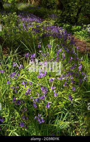 UK, England, Cheshire, Congleton, Puddle Bank Lane, bluebell-filled woods Stock Photo