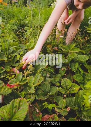 Girl is picking ripe strawberries at the farm in Ukraine Stock Photo