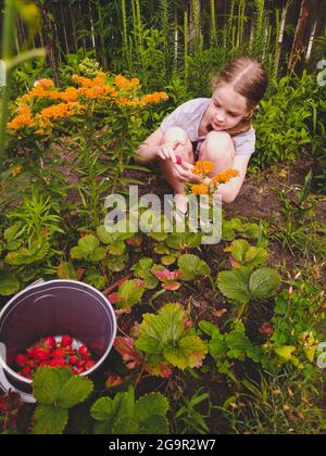 Girl is picking ripe strawberries at the garden in Ukraine Stock Photo