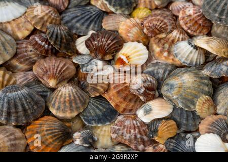 Summer background pattern from seashells. Shell close-up. Ocean coast. Seashells background. Stock Photo