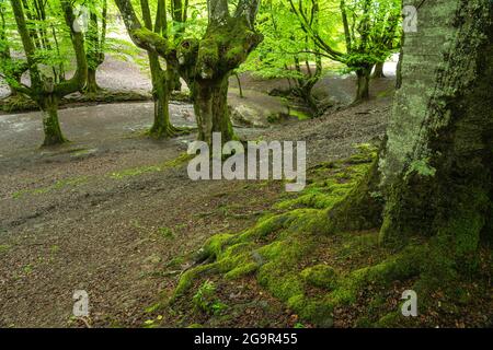 Otzareta beech forest with its big old trees in springtime, Basque Country, Spain. Stock Photo
