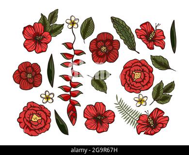 Exotic tropical flower set. Hand drawn hibiscus, rose and plumeria floral nature. Red decoration with bloom plant. Summer composition. Stock Vector