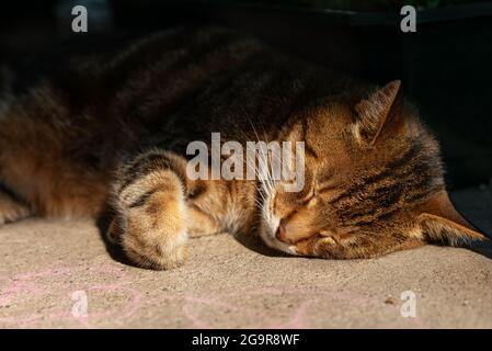 Young brown tabby cat sleeping under the sun light. Life of pets Stock Photo