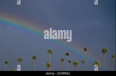 A low angle view of palm trees with a rainbow in the sky. Stock Photo