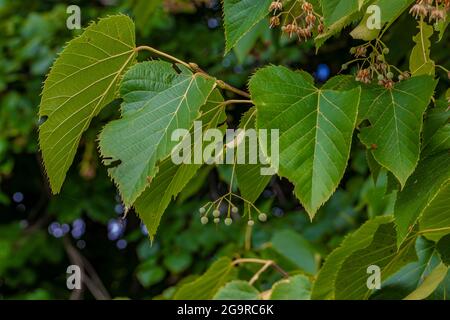 Basswood, Tilia americana, in a forest In Grand River Community Park near Lansing, Michigan, USA Stock Photo