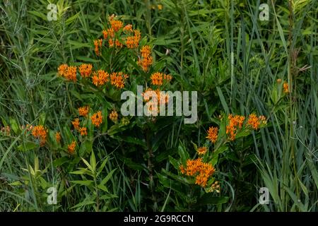 Butterfly Weed, Asclepias tuberosa, blooming in a meadow In Grand River Community Park near Lansing, Michigan, USA Stock Photo