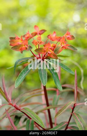 Euphorbia griffithii 'Dixter' displaying characteristic orange flower clusters. UK Stock Photo