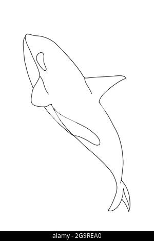 Cartoon orca,killer whale illustration drawing.Line art.Coloring Stock Photo