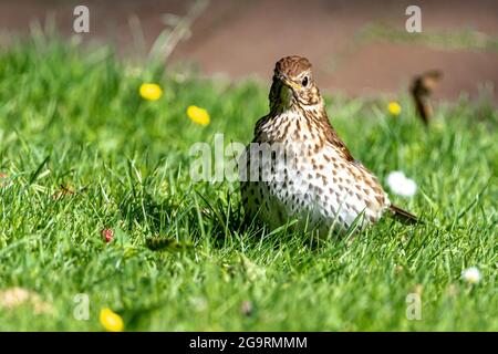 Song Thrush (Turdus philomelos) searching for Food Stock Photo