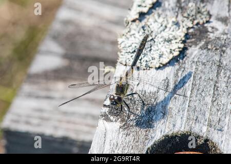 Black darter dragonfly, (Sympetrum danae), Muir of Dinnet National Nature Reserve, Aberdeenshire, Scotland Stock Photo