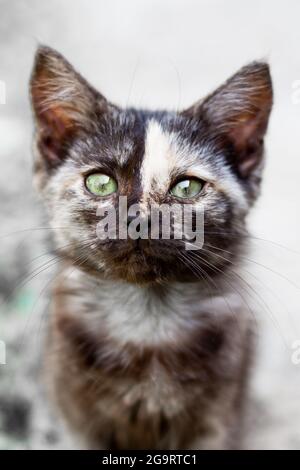 Black kitten with a strip on its forehead looks into the camera, selective focus. Lovely pets. Stock Photo