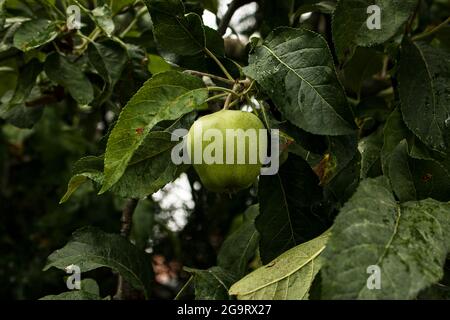 Green apples on the branches of an apple tree in the garden. Close up Stock Photo