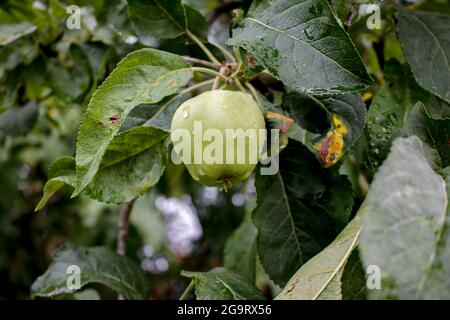 Green apples on the branches of an apple tree in the garden. Close up Stock Photo