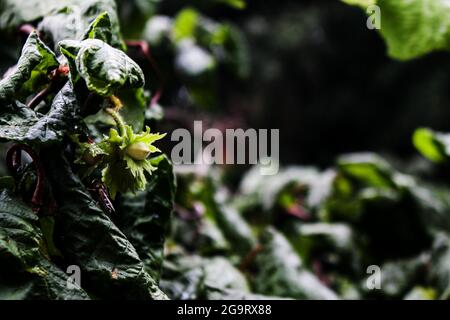 Young hazelnut or filbert, cobnut grow on tree. Green hazelnut on organic nut farm. Hazelnuts or cobnuts with leaves in garden. Filbert plant grow har Stock Photo