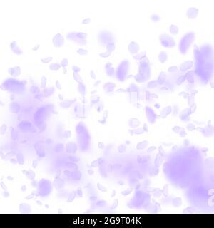 Violet flower petals falling down. Interesting romantic flowers gradient. Flying petal on white square background. Love, romance concept. Breathtaking Stock Vector