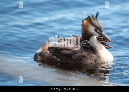 Den Helder, Netherlands. June 2021. Grebe with young on her back is fed fish by father. High quality photo Stock Photo