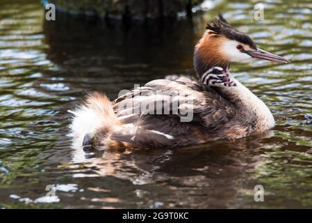 Den Helder, Netherlands. June 2021. Grebe with young on her back is fed fish by father. High quality photo Stock Photo